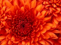 Vijaya Telu